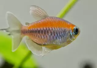 Blue Congo Tetra